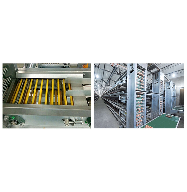 酒泉蛋鸡集蛋系统