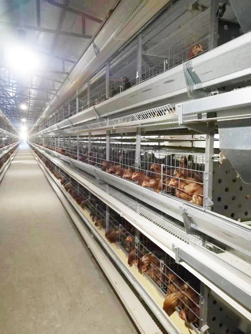 养殖用蛋鸡装备包括那些详细的？