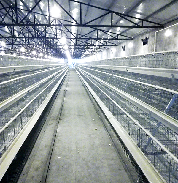 全网担保网畜牧蛋鸡装备的手艺要求有哪些？