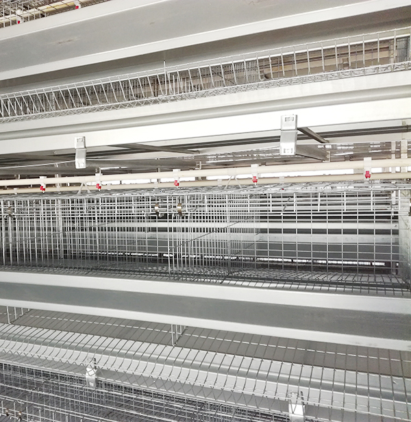 购置蛋鸡装备应该从哪些地方着手？