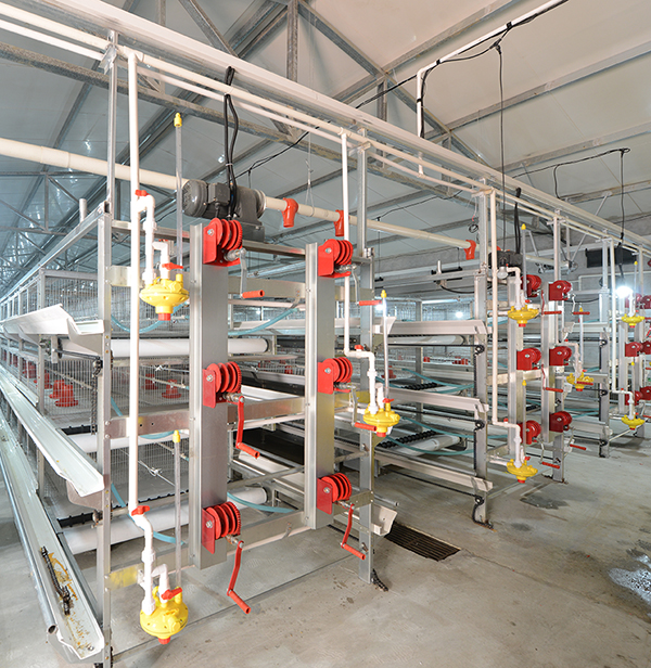 全网担保网畜牧肉鸡装备笼养与网养的区别