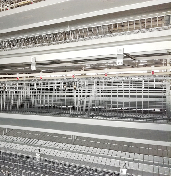 使用全自动养鸡装备养鸡用什么饲料好？？